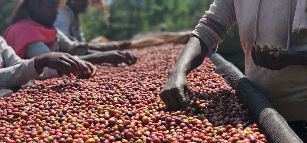 Hands carefully inspecting Ethiopian green coffee beans