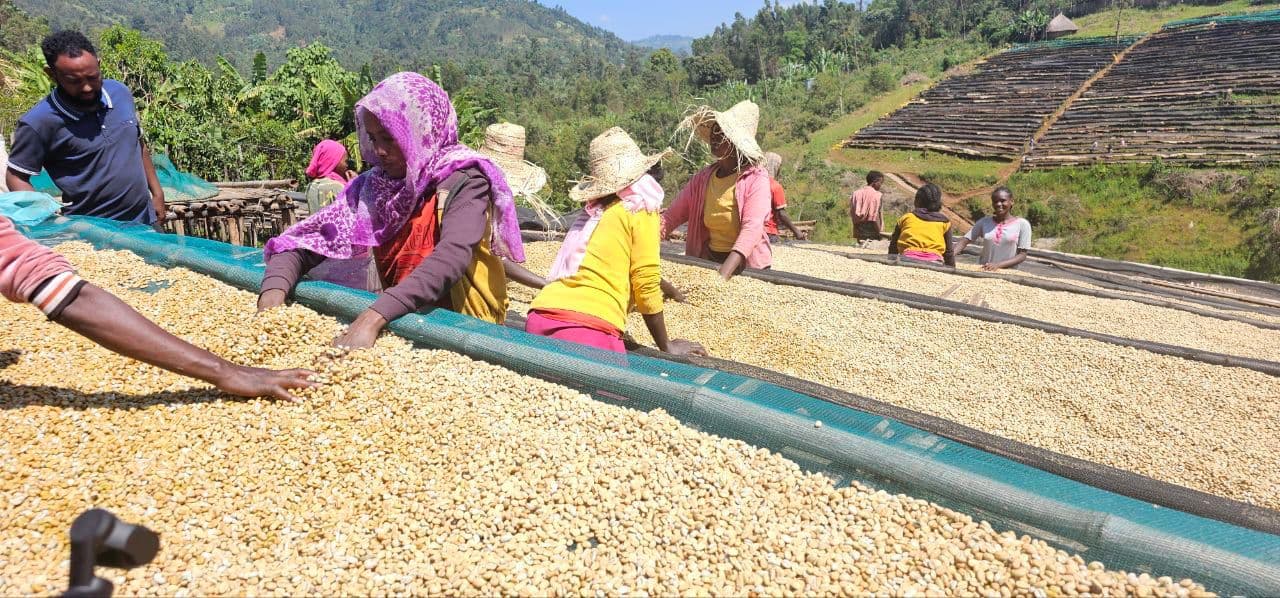Ethiopian coffee farmer presenting ripe coffee cherries
