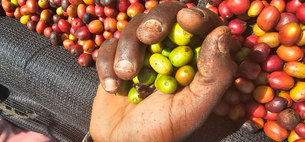 Hands sorting freshly harvested Ethiopian coffee cherries