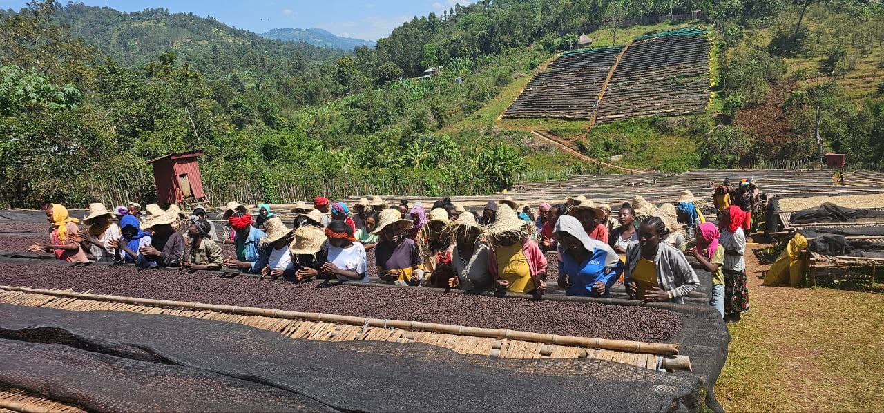 Workers sorting coffee on raised drying beds in the Ethiopian highlands