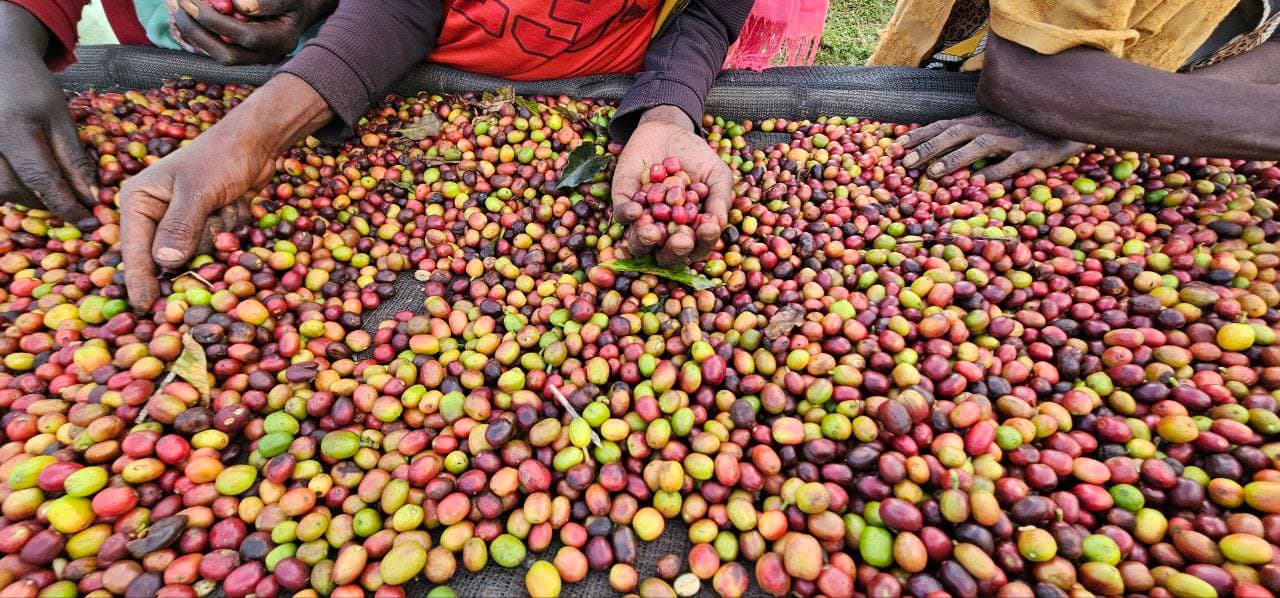 Hands sorting colorful coffee cherries up close